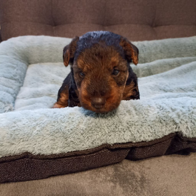 de l'abbaye du Gard - Welsh Terrier - Portée née le 10/11/2024