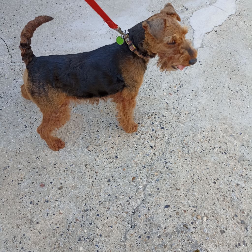 Uguette de l'abbaye du Gard