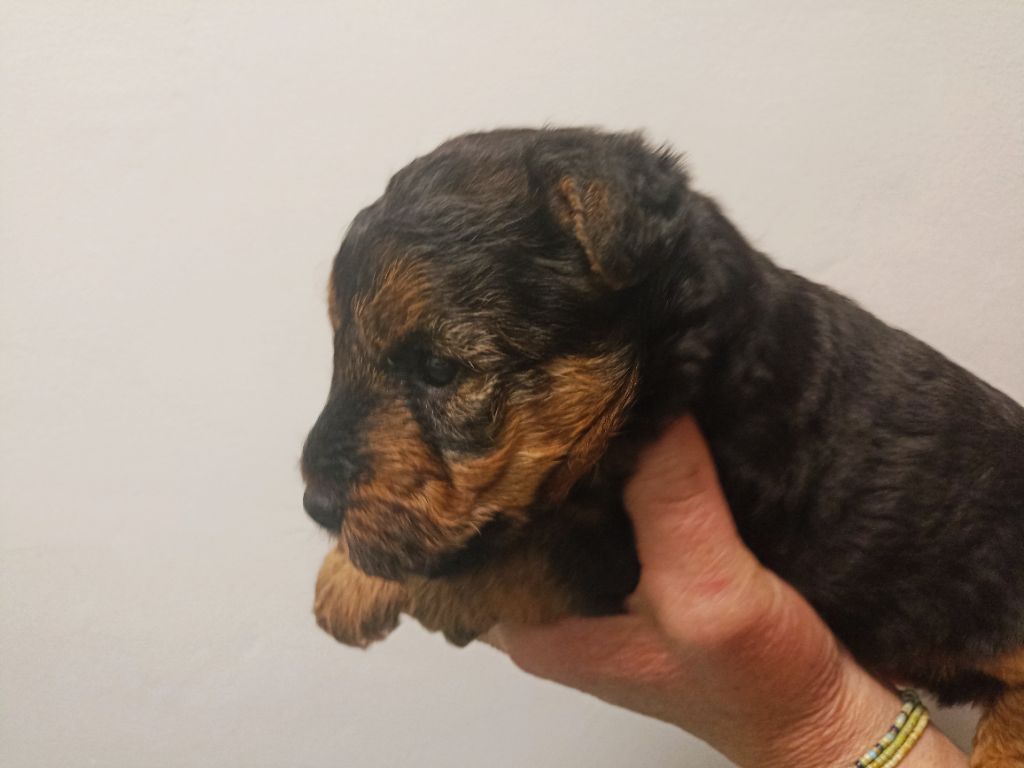 de l'abbaye du Gard - Chiots disponibles - Welsh Terrier