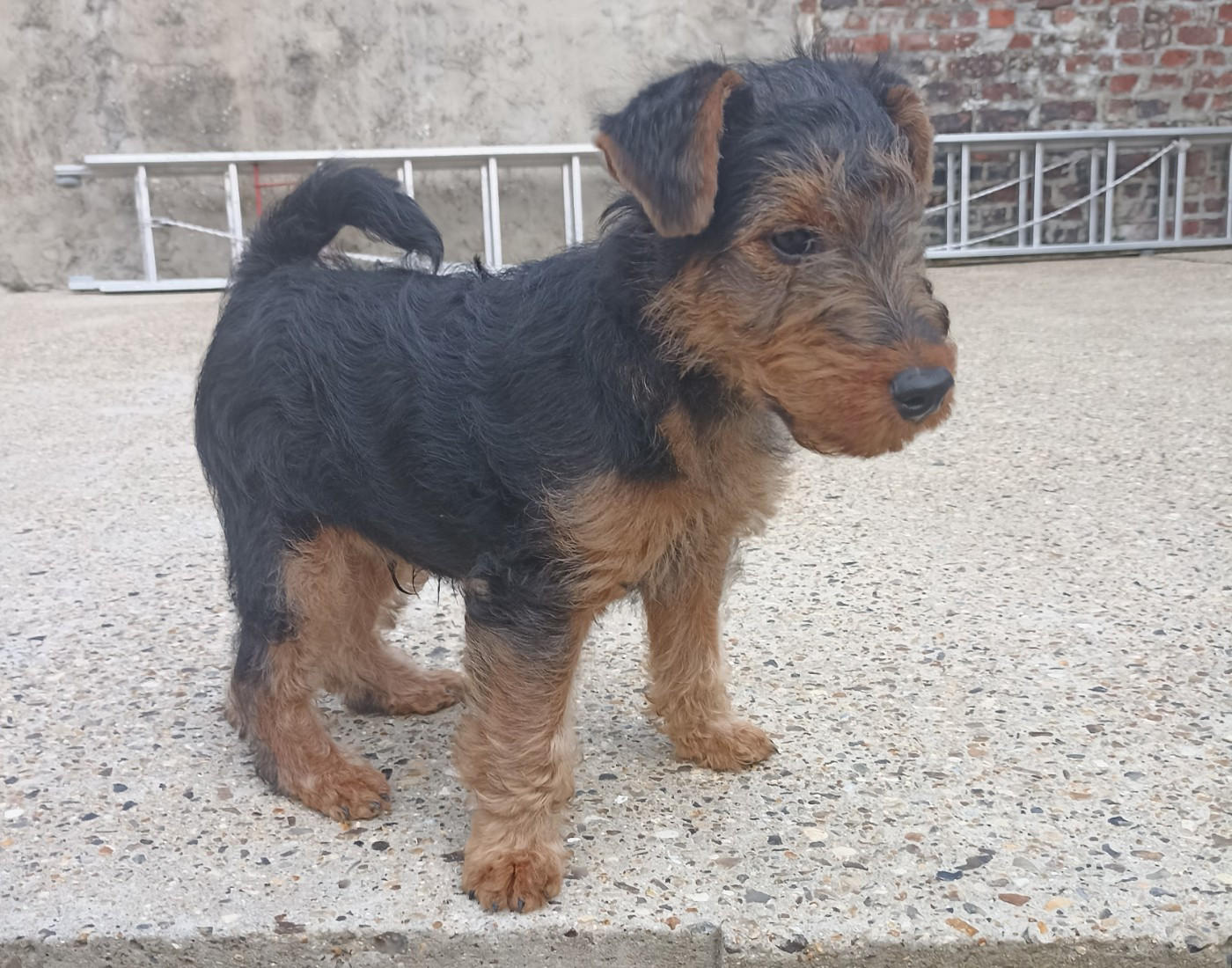de l'abbaye du Gard - Chiots disponibles - Welsh Terrier