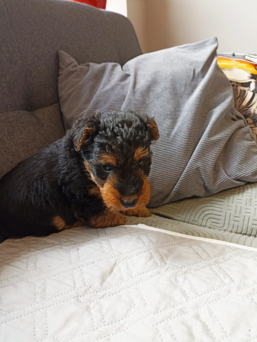 de l'abbaye du Gard - Chiots disponibles - Welsh Terrier
