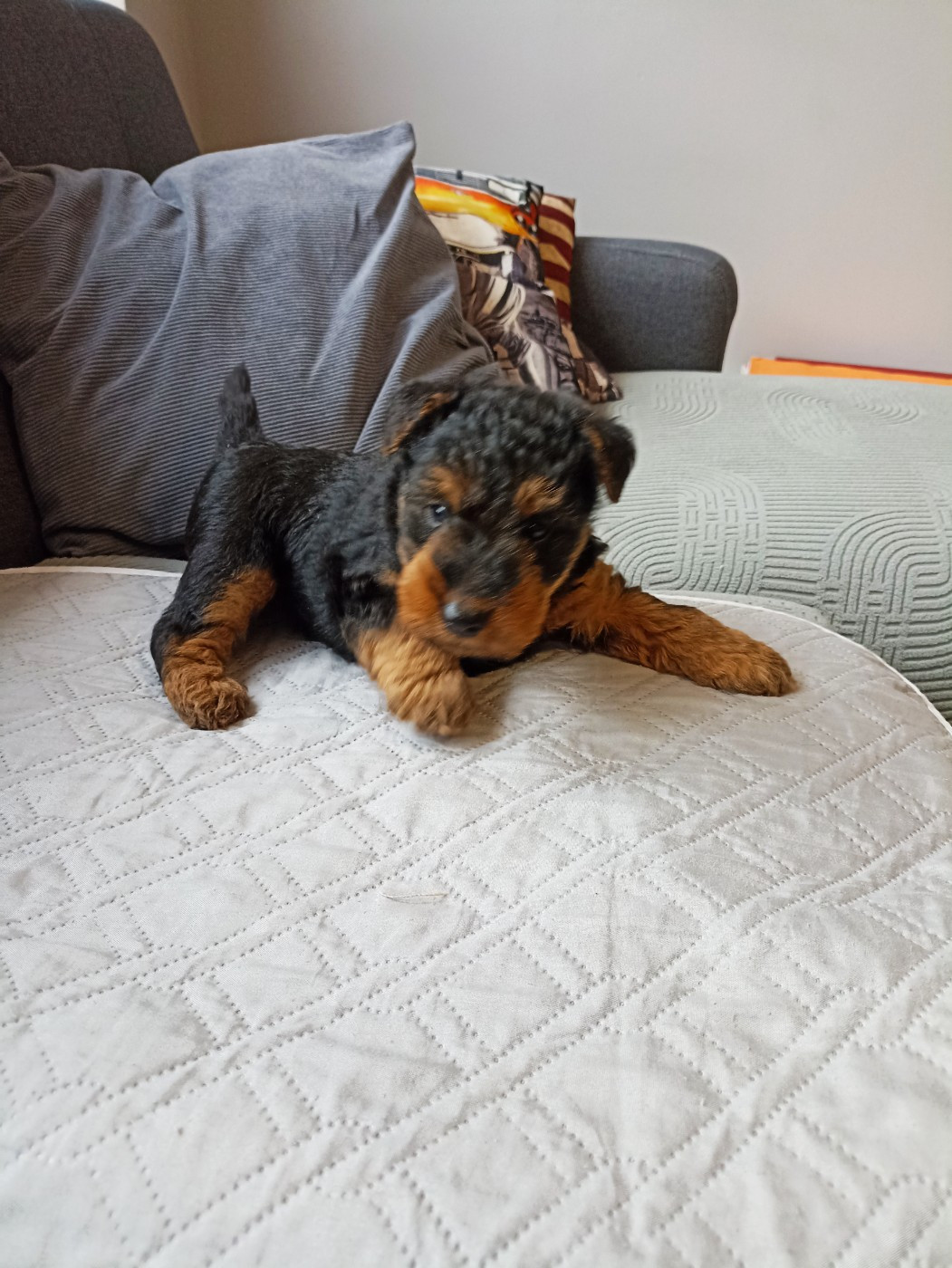 de l'abbaye du Gard - Chiots disponibles - Welsh Terrier