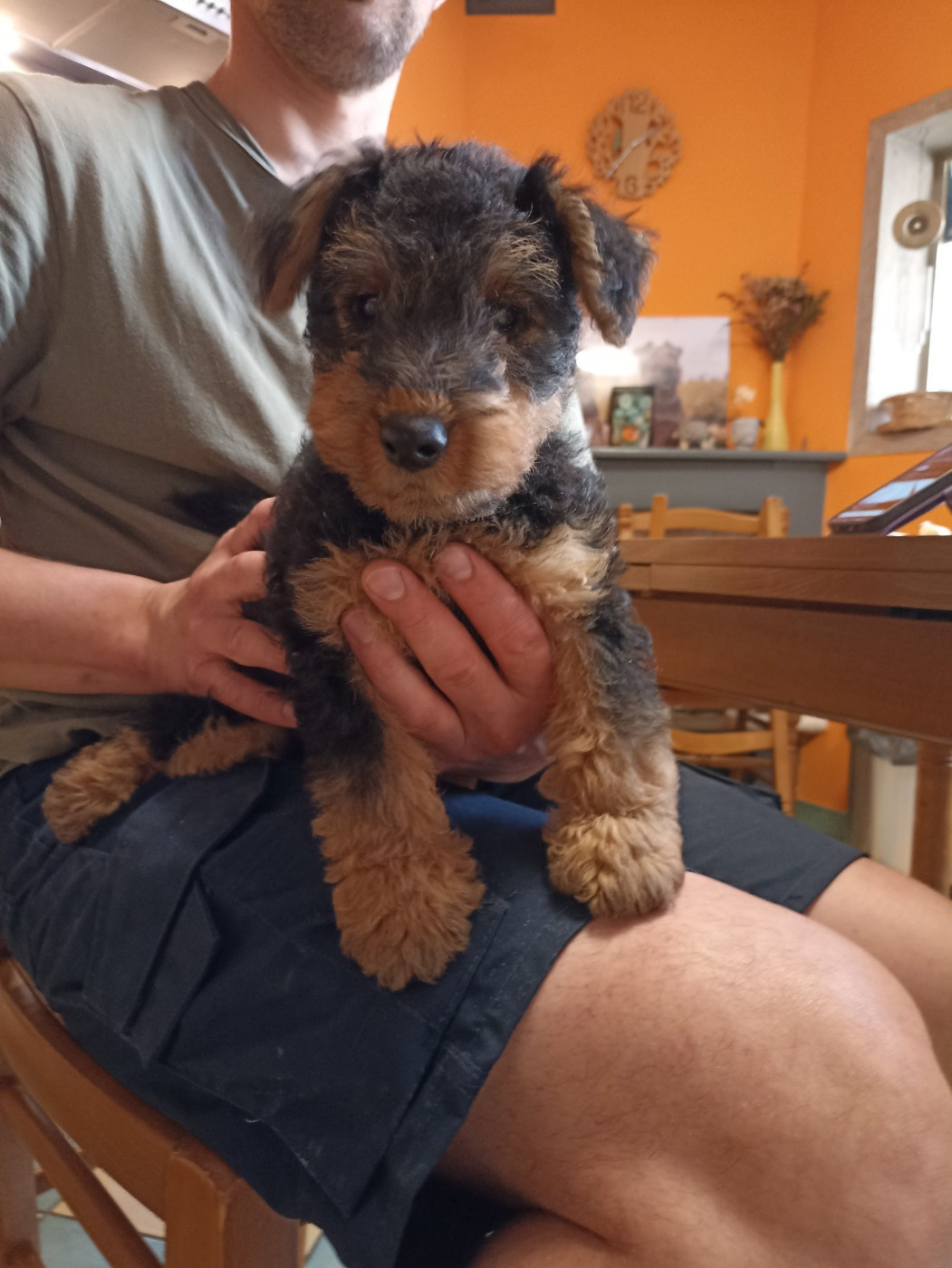 de l'abbaye du Gard - Chiots disponibles - Welsh Terrier
