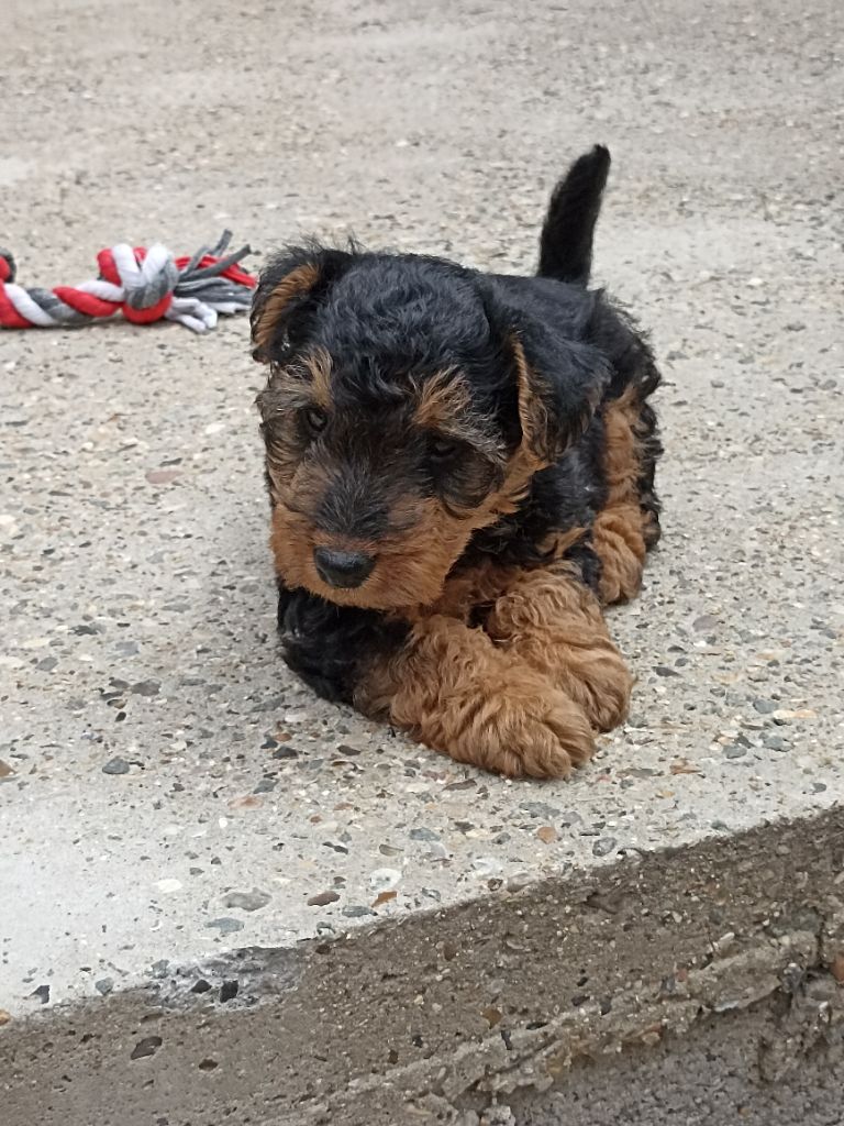 de l'abbaye du Gard - Chiots disponibles - Welsh Terrier