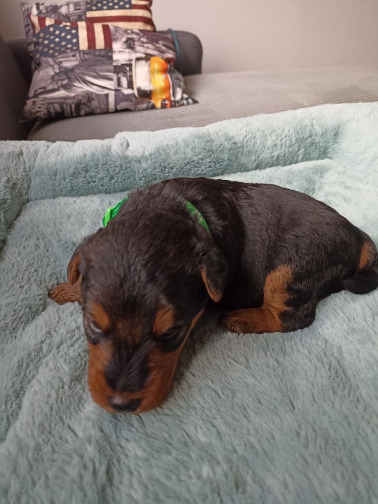 de l'abbaye du Gard - Chiots disponibles - Welsh Terrier