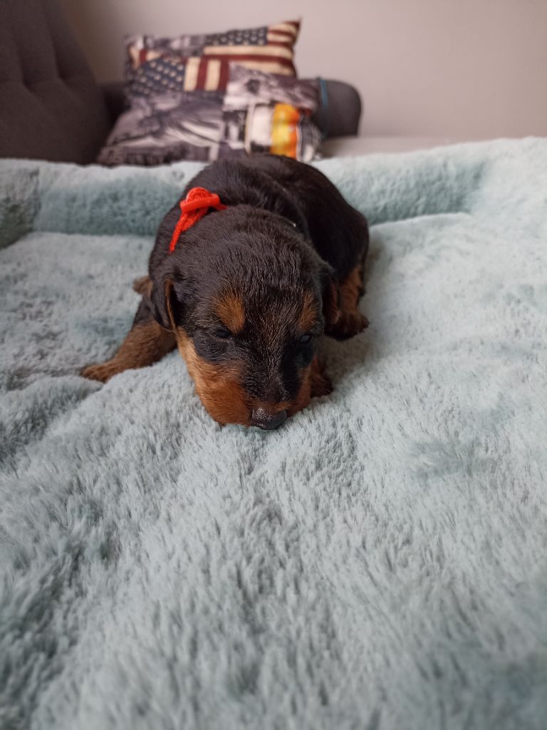 de l'abbaye du Gard - Chiots disponibles - Welsh Terrier