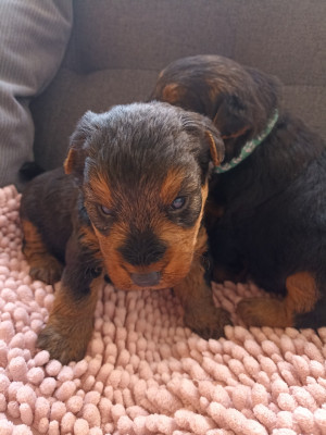 CHIOT 5