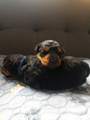 Chiot N°3