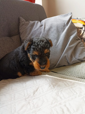 Chiot N°1