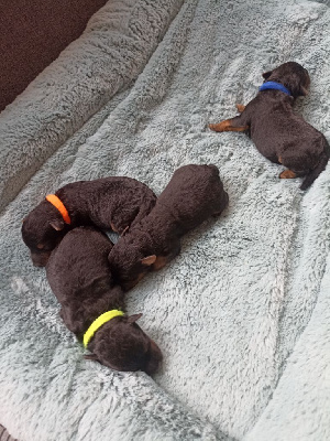 CHIOT