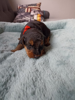 CHIOT 1
