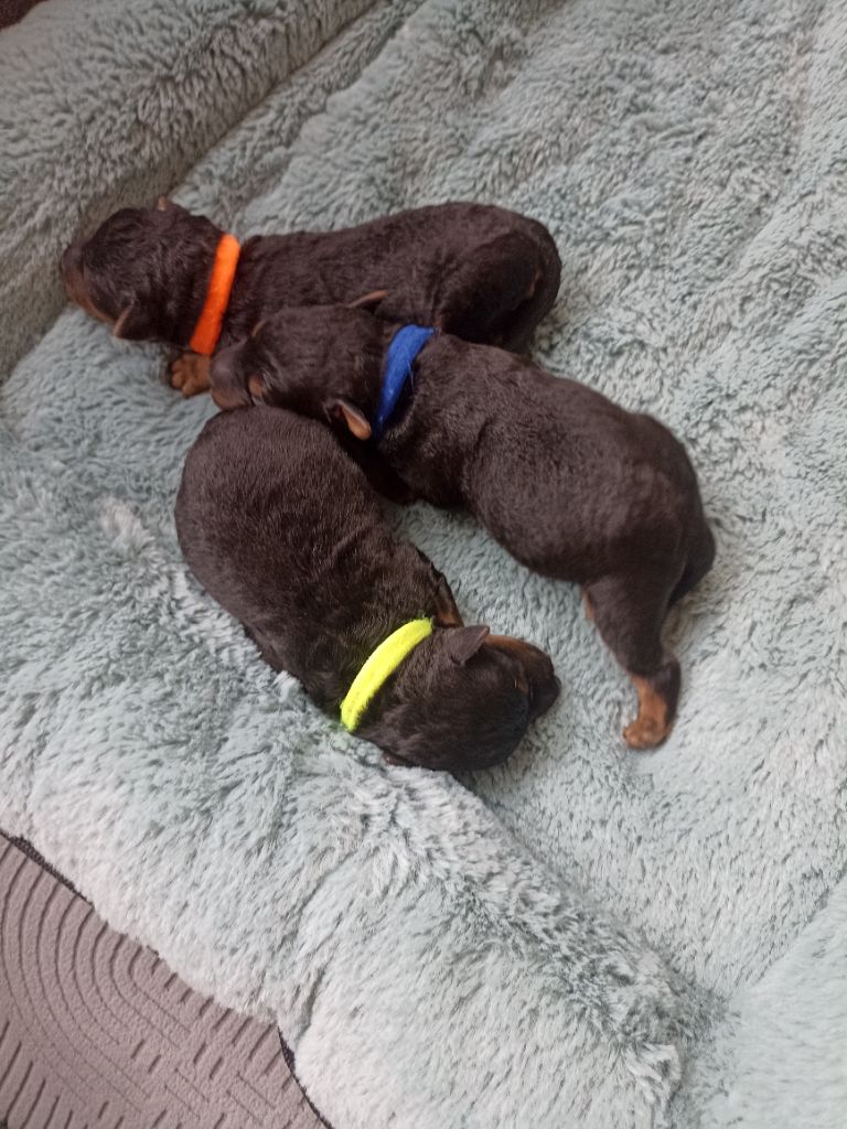 de l'abbaye du Gard - Chiots disponibles - Welsh Terrier